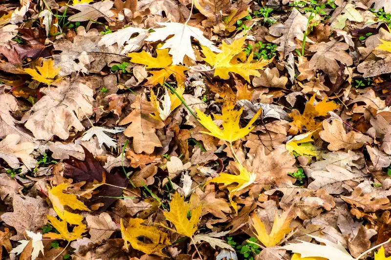 November 1-től tilos az avar égetése